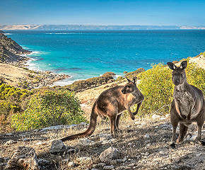 Sea Dragon Kangaroo Island